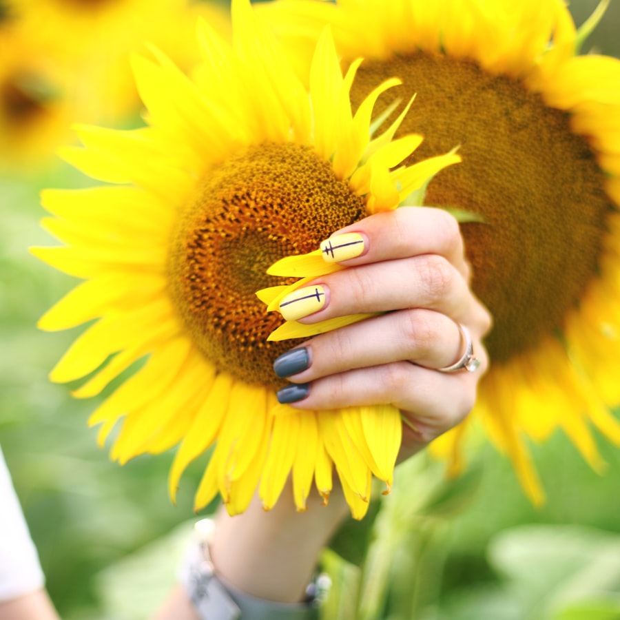 Petrol and gold nails holding the face of a sunflower