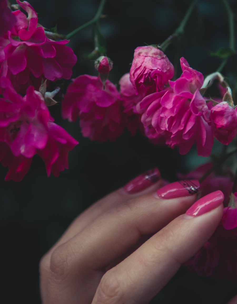 Deep pink manicure reaching into climbing roses at dusk