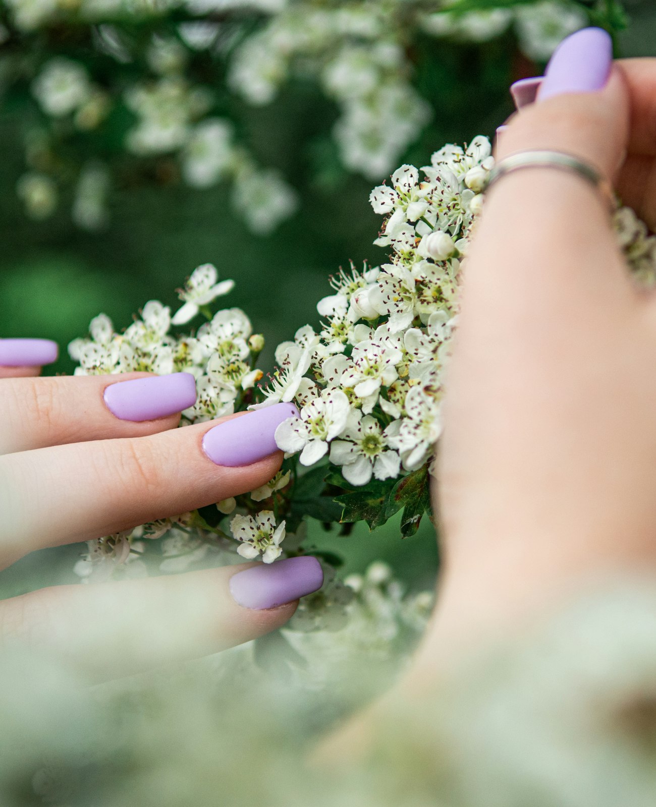 Hands with lilac gel nails resting in a cluster of white blossom